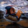 We Now Know Where NYC's Beloved Mandarin Duck Has Been Going When He's Not In Central Park